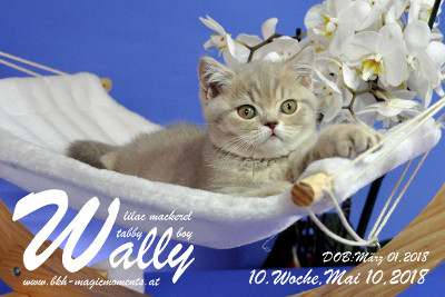 Wally ist 10 Wochen alt ( 10.05.2018 )