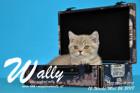 Wally ist 12 Wochen alt ( 26.05.2018 )