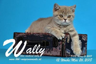 Wally ist 12 Wochen alt ( 26.05.2018 )
