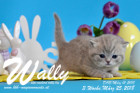 Wally ist 3 Wochen alt ( 25.03.2018 )