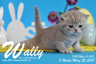 Wally ist 3 Wochen alt ( 25.03.2018 )