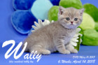 Wally ist 6 Wochen alt ( 14.04.2018 )
