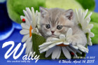 Wally ist 6 Wochen alt ( 14.04.2018 )