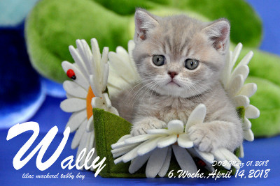 Wally ist 6 Wochen alt ( 14.04.2018 )
