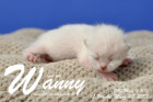 Wanny ist 1 Woche alt ( 08.03.2018 )