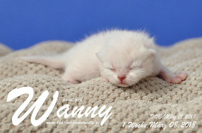 Wanny ist 1 Woche alt ( 08.03.2018 )
