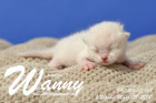 Wanny ist 1 Woche alt ( 08.03.2018 )