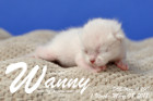 Wanny ist 1 Woche alt ( 08.03.2018 )