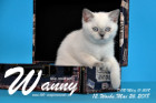 Wanny ist 12 Wochen alt ( 26.05.2018 )