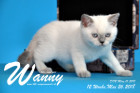 Wanny ist 12 Wochen alt ( 26.05.2018 )