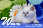 Wanny ist 6 Wochen alt ( 14.04.2018 )