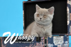 Whoopy ist 12 Wochen alt ( 26.05.2018 )