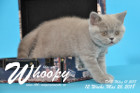 Whoopy ist 12 Wochen alt ( 26.05.2018 )
