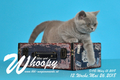 Whoopy ist 12 Wochen alt ( 26.05.2018 )