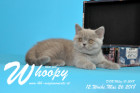 Whoopy ist 12 Wochen alt ( 26.05.2018 )