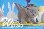 Whoopy ist 3 Wochen alt ( 25.03.2018 )