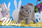 Whoopy ist 3 Wochen alt ( 25.03.2018 )