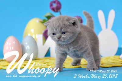 Whoopy ist 3 Wochen alt ( 25.03.2018 )