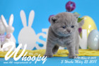 Whoopy ist 3 Wochen alt ( 25.03.2018 )