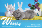 Whoopy ist 3 Wochen alt ( 25.03.2018 )
