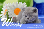 Whoopy ist 6 Wochen alt ( 14.04.2018 )