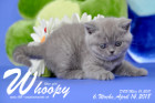 Whoopy ist 6 Wochen alt ( 14.04.2018 )