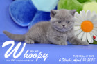Whoopy ist 6 Wochen alt ( 14.04.2018 )