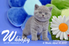 Whoopy ist 6 Wochen alt ( 14.04.2018 )
