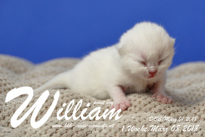 William ist 1 Woche alt ( 08.03.2018 )