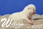 William ist 1 Woche alt ( 08.03.2018 )