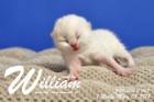 William ist 1 Woche alt ( 08.03.2018 )