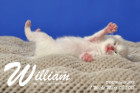 William ist 1 Woche alt ( 08.03.2018 )
