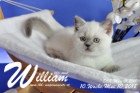 William ist 10 Wochen alt ( 10.05.2018 )