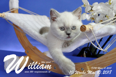 William ist 10 Wochen alt ( 10.05.2018 )