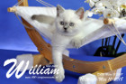 William ist 10 Wochen alt ( 10.05.2018 )