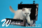 William ist 12 Wochen alt ( 26.05.2018 )