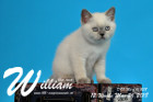 William ist 12 Wochen alt ( 26.05.2018 )