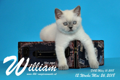 William ist 12 Wochen alt ( 26.05.2018 )