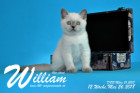 William ist 12 Wochen alt ( 26.05.2018 )