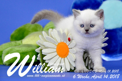 William ist 6 Wochen alt ( 14.04.2018 )