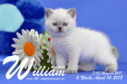 William ist 6 Wochen alt ( 14.04.2018 )