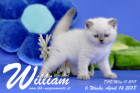 William ist 6 Wochen alt ( 14.04.2018 )