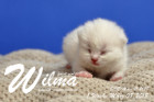 Wilma ist 1 Woche alt ( 08.03.2018 )