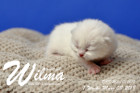 Wilma ist 1 Woche alt ( 08.03.2018 )