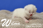 Wilma ist 1 Woche alt ( 08.03.2018 )