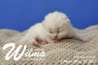 Wilma ist 1 Woche alt ( 08.03.2018 )