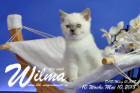 Wilma ist 10 Wochen alt ( 10.05.2018 )