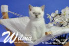 Wilma ist 10 Wochen alt ( 10.05.2018 )