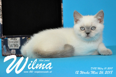 Wilma ist 12 Wochen alt ( 26.05.2018 )