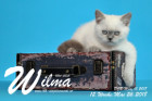 Wilma ist 12 Wochen alt ( 26.05.2018 )